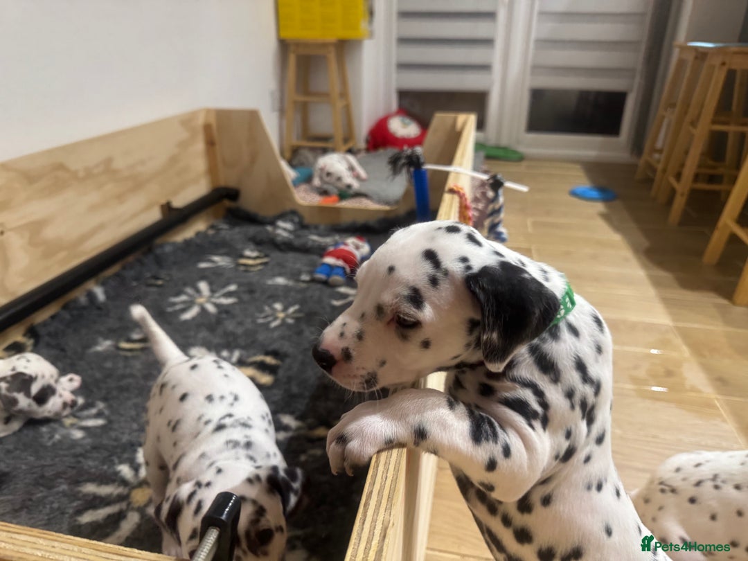Dalmatian dogs for sale: 7 Dalmatian puppies available  - Image 10