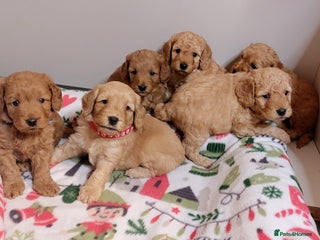 Cockapoo dogs Home bred, well socialised, trained,F1b cockapoos - Advert 5