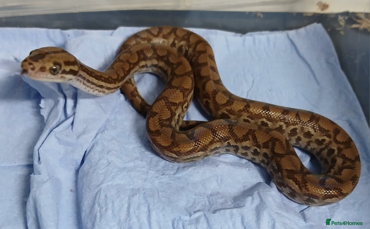 Boa Snake reptiles - Advert 2