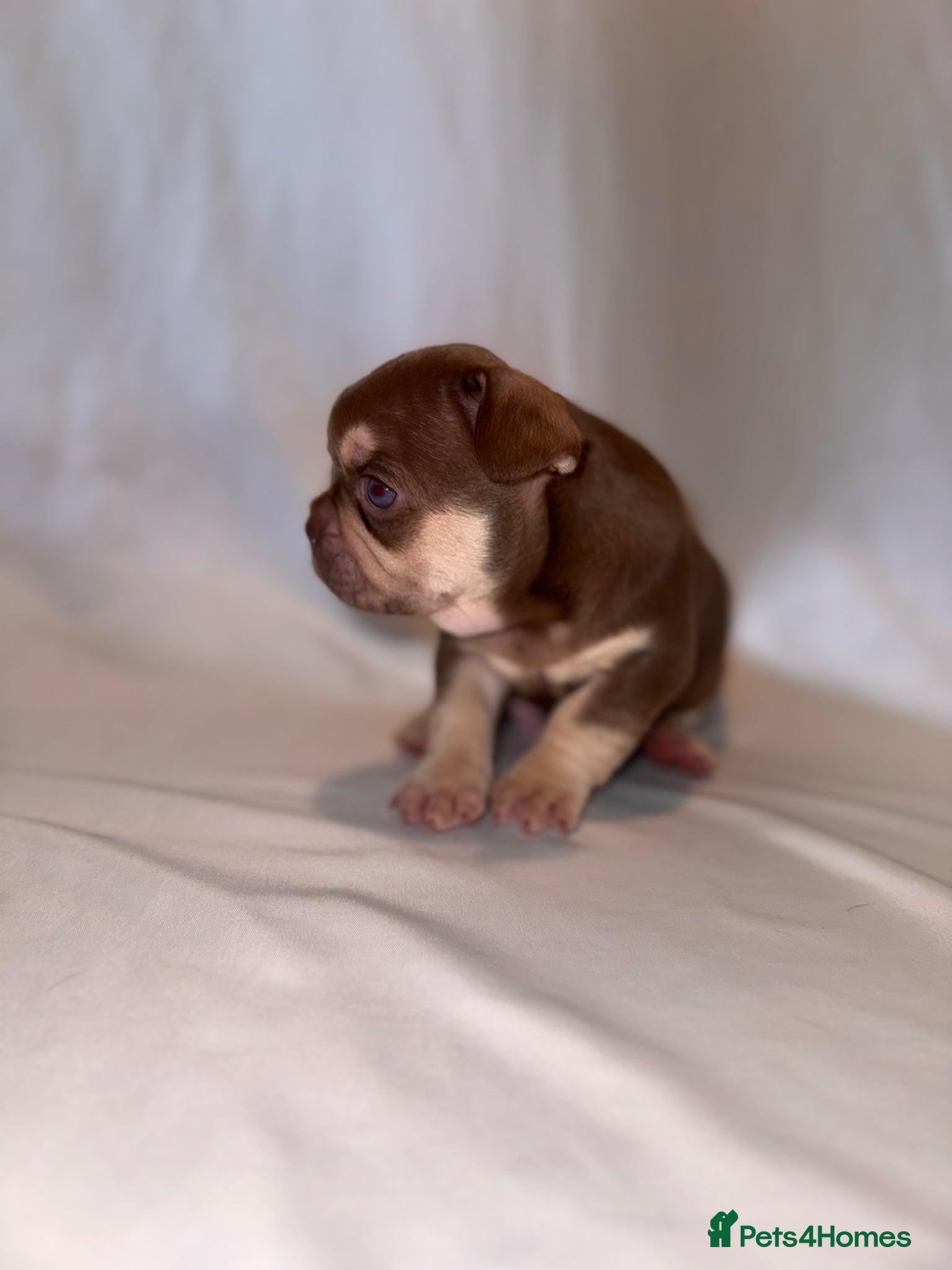 French Bulldog dogs for sale: Exceptional French Bulldog Puppies in Bristol - Advert 30