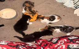 Mixed Breed cats for sale: beautiful kittens looking for forever loving homes - Image 4