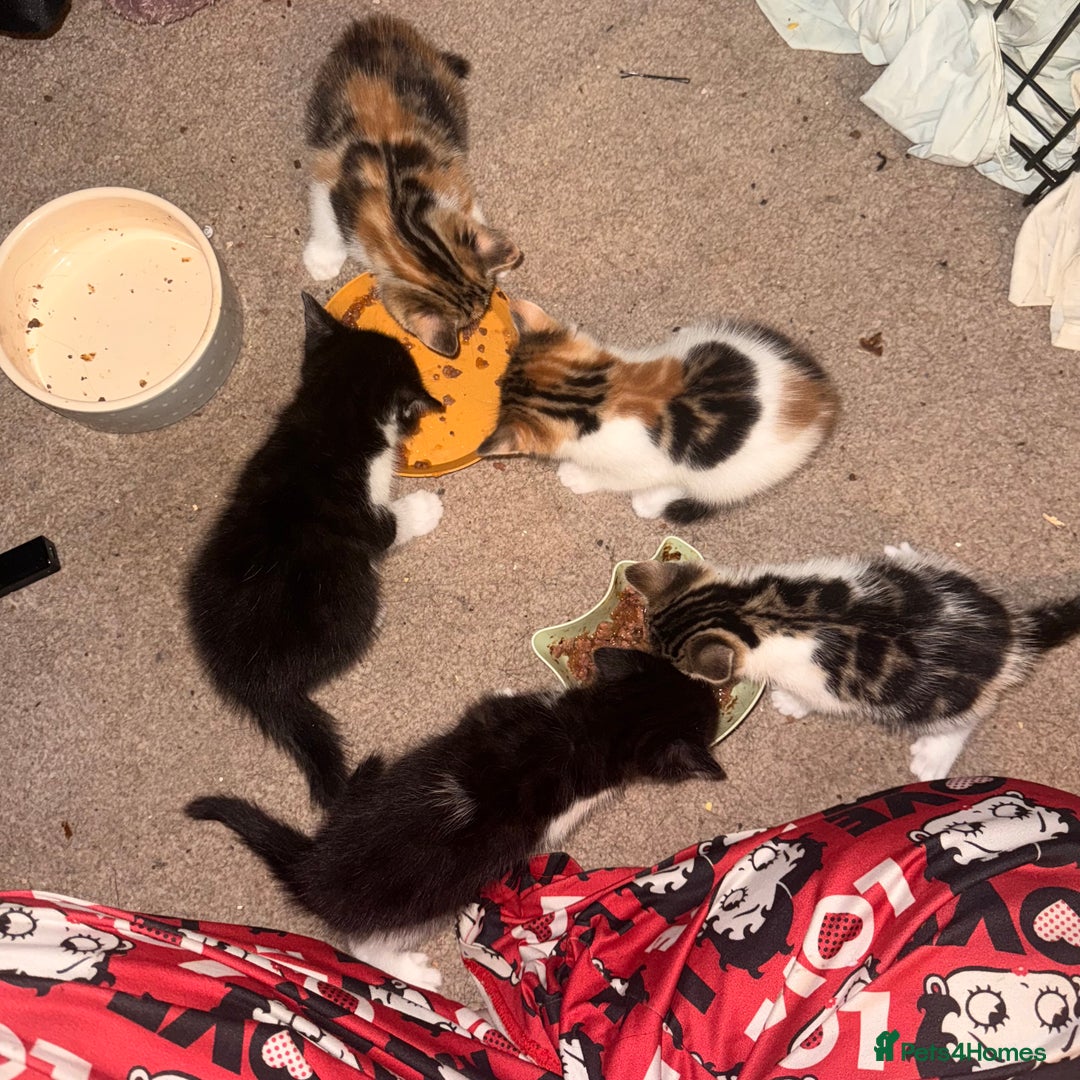 Mixed Breed cats for sale: beautiful kittens looking for forever loving homes - Image 4