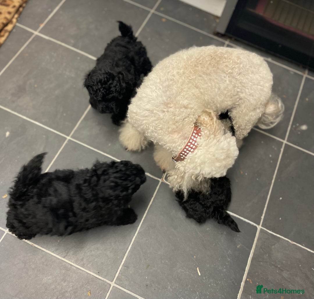 Toy Poodle dogs for sale: PEDIGREE TOY POODLES PRA CLEAR  - Advert 21