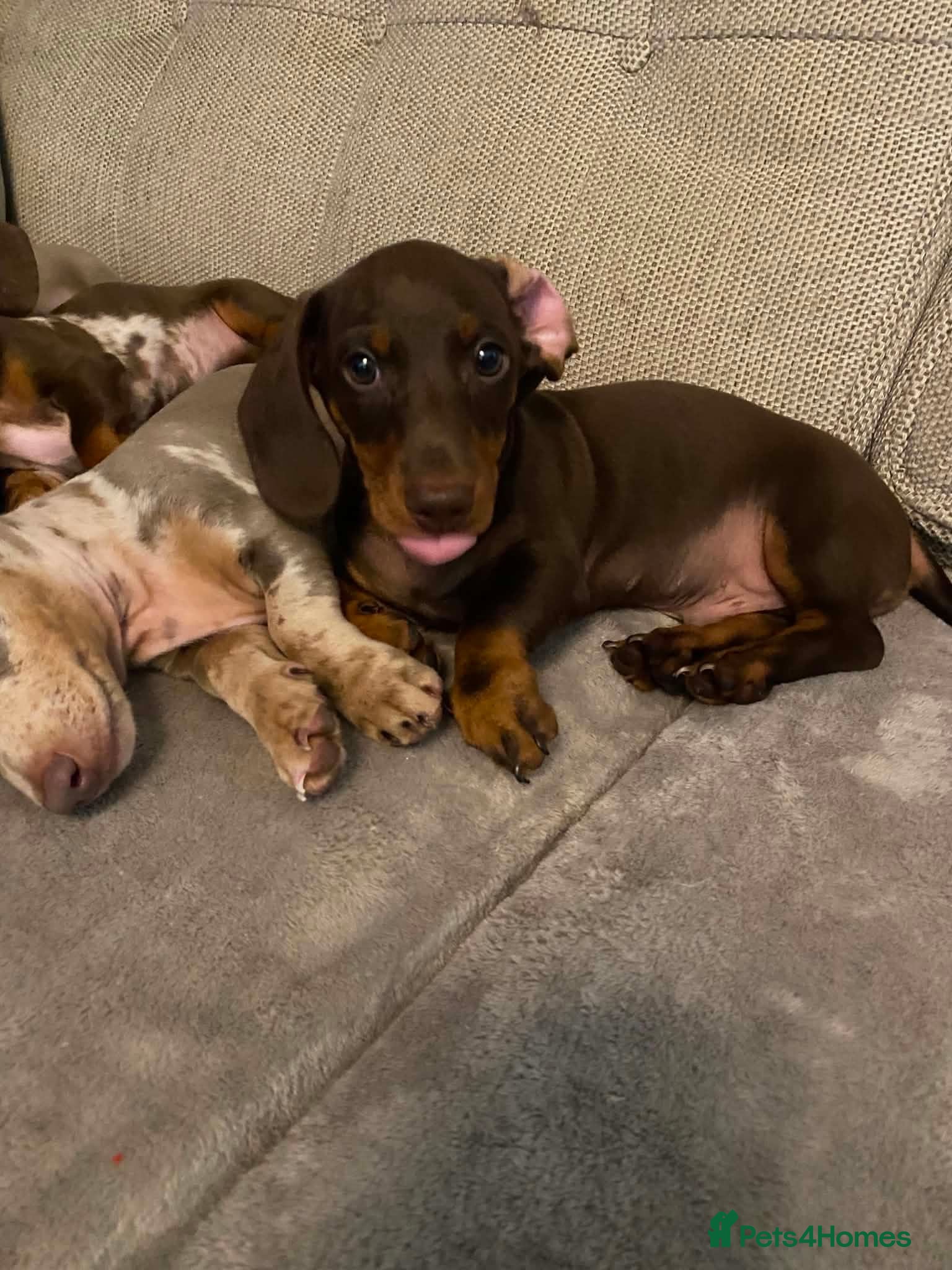 Miniature Dachshund dogs loving and playful boy  - Advert 1