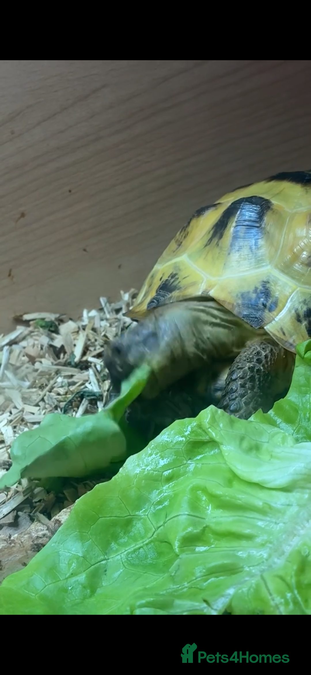 Tortoise reptiles for sale: Horsefield tortoise (Bob) - Advert 3