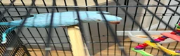 Ringnecks birds for sale: Beautiful Blue Indian Ringneck Parrot – 5 Months - Advert 6