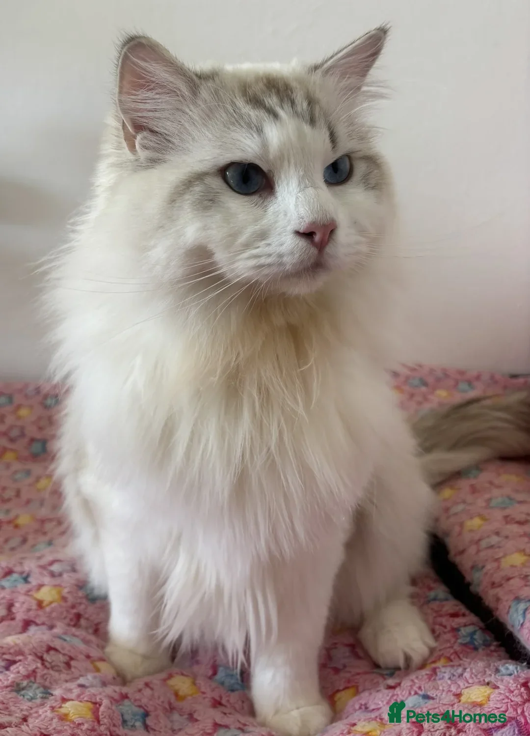Ragdoll cats for stud: Seal Lynx Bicolour Ragdoll stud boy - Image 3