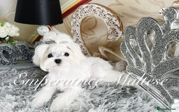 Maltese dogs for sale: Tiny KC Reg. Korean Line Maltese- by Emperatrice - Image 15
