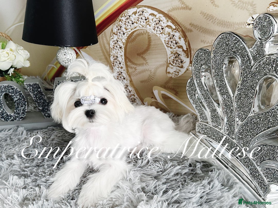 Maltese dogs for sale: Tiny KC Reg. Korean Line Maltese- by Emperatrice - Image 15