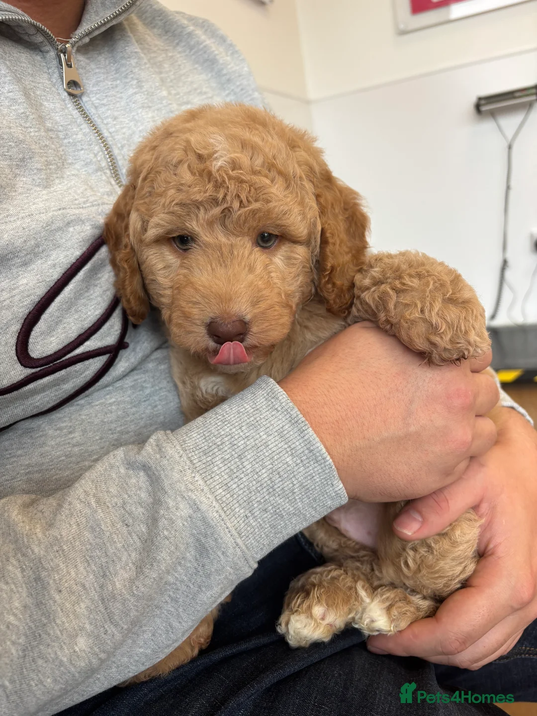 Labradoodle dogs for sale: Miniature Labradoodle puppies - Advert 1