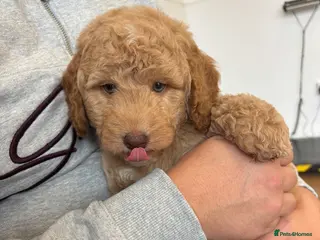 Labradoodle dogs Miniature Labradoodle puppies - Advert 14