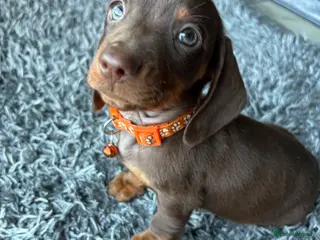 Dachshund dogs 4 adorable dachshund pups 3 boys 1 girl - Advert 1