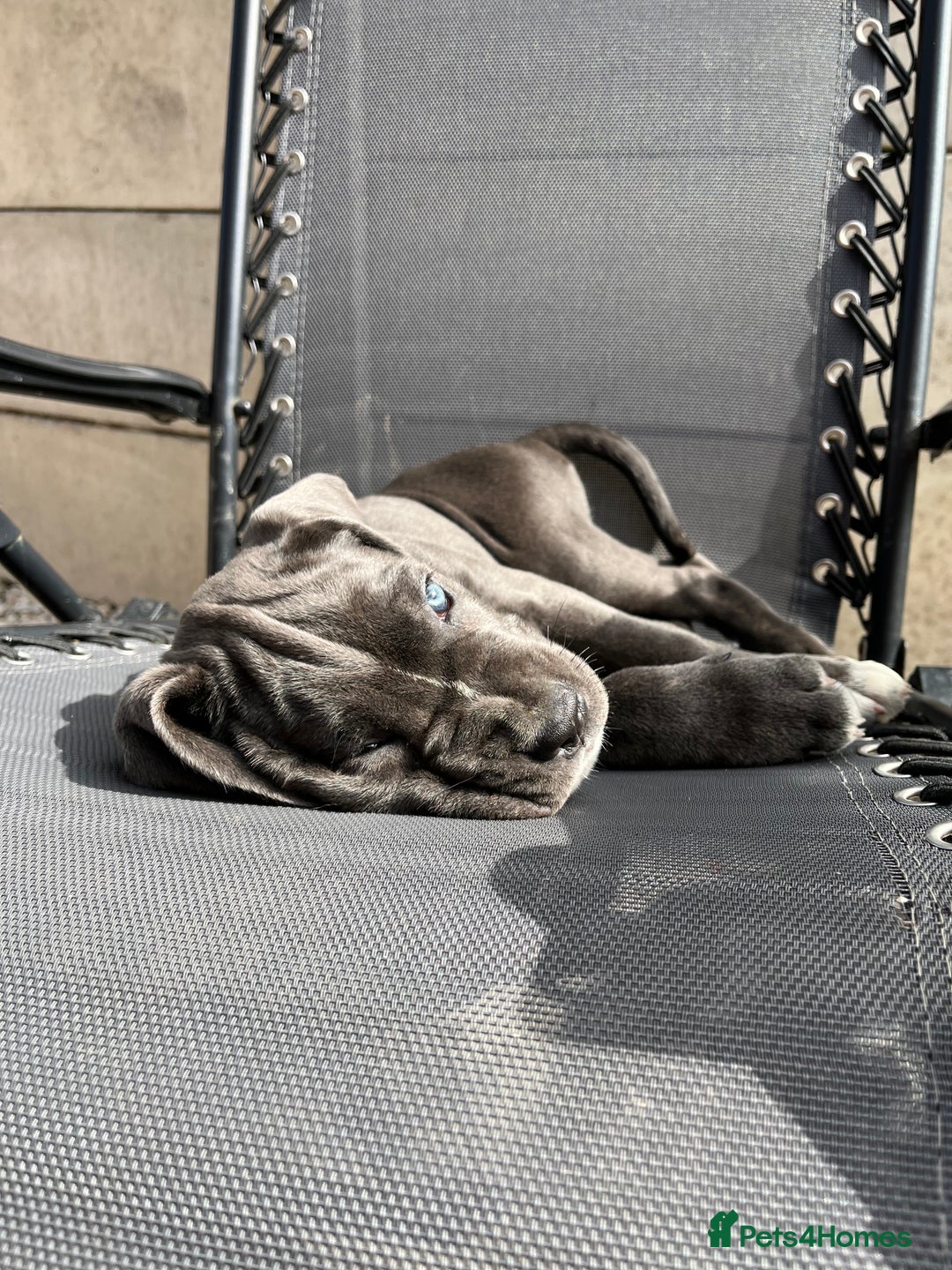 Cane Corso dogs for sale: Purebred Cane Corso puppies  - Image 8