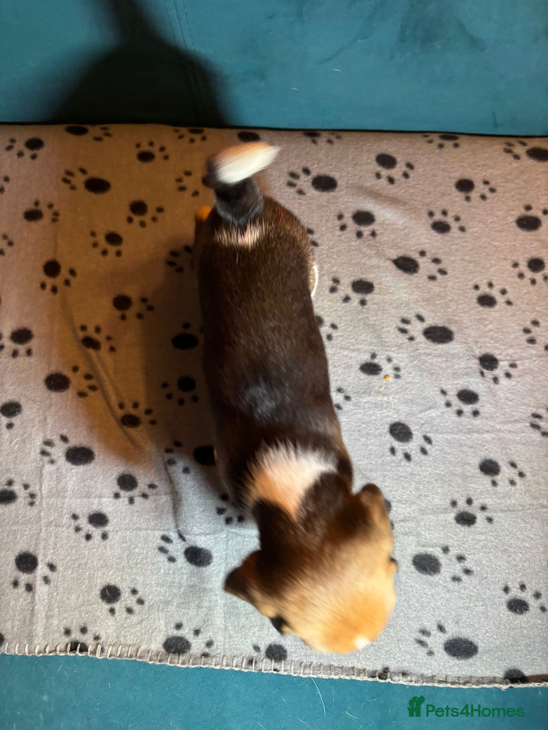 Beagle dogs for sale: Adorable Beagle Puppies for Sale - Advert 23