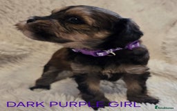Tibetan Terrier dogs for sale: Adorable fluffy TToodle puppies  - Image 4
