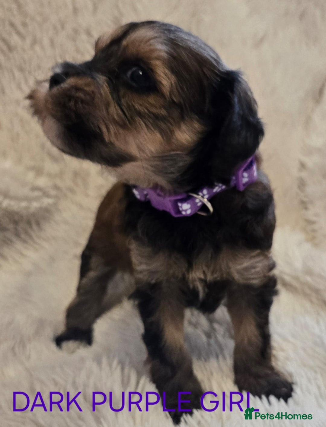 Tibetan Terrier dogs for sale: Adorable fluffy TToodle puppies  - Image 4