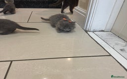 British Shorthair cats for sale: 2 girls 2 boys British shorthair ready to leave  - Image 12