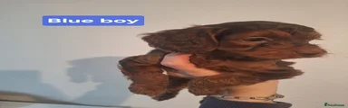 Blue boy