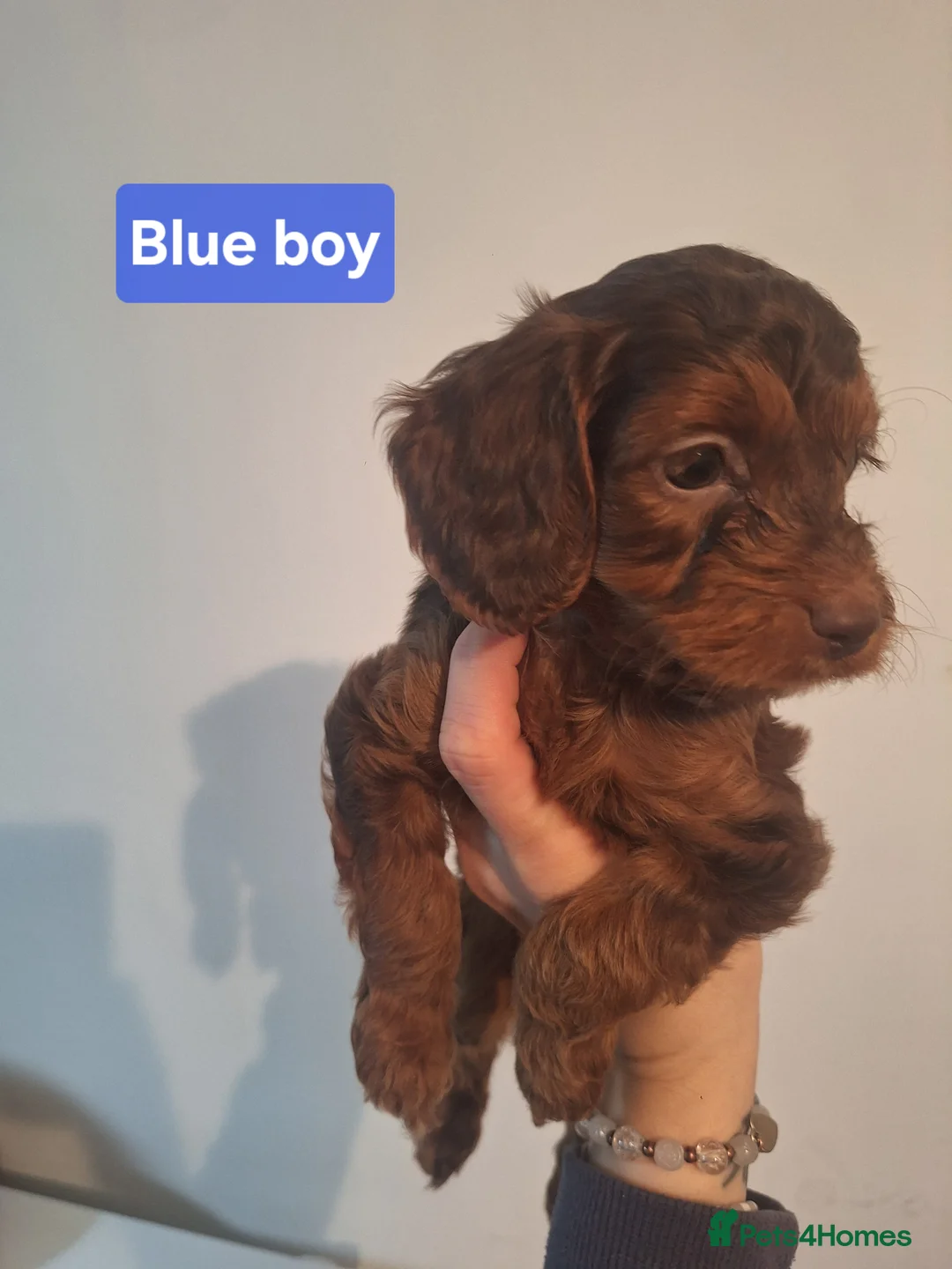 Cockapoo dogs for sale: Cockapoo puppies - Advert 13