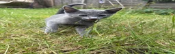 Russian Blue cats for sale: Purebred Russian Blue kittens! - Advert 5