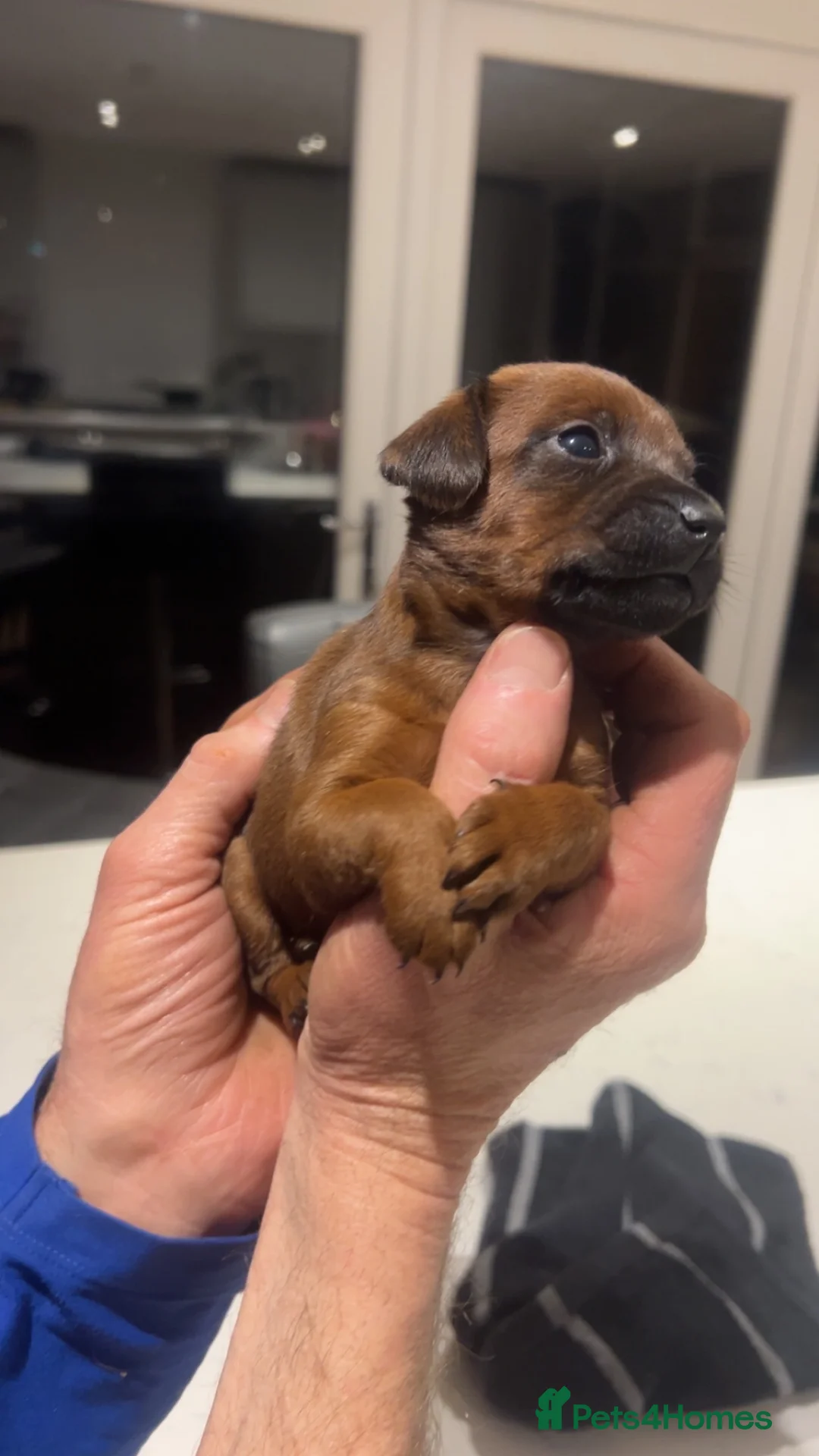 Mixed Breed dogs for sale: Patterdale X Jack Russell  - Advert 8