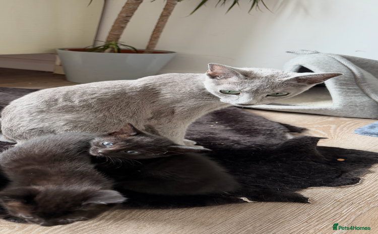 Russian Blue cats - Advert 1
