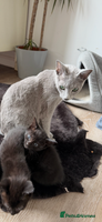 Russian Blue cats - Advert 10