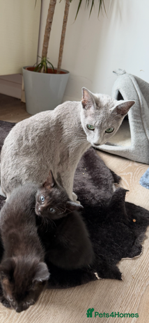 Russian Blue cats - Advert 1