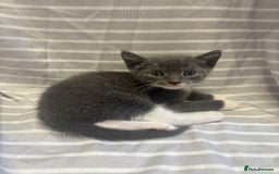 Mixed Breed cats for sale: Adorable 5-Week-Old Kittens Ready to Reserve - Image 5