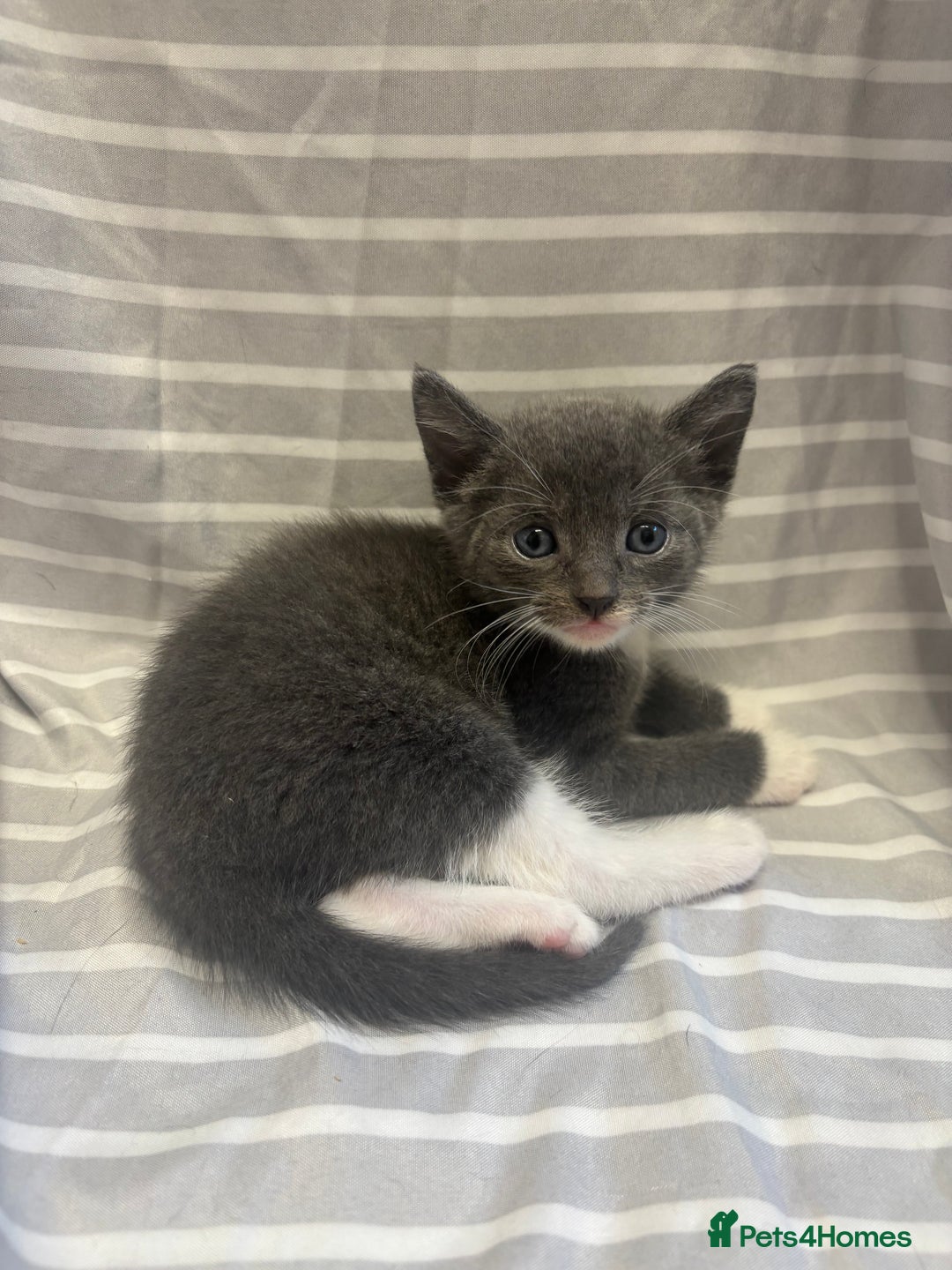 Mixed Breed cats for sale: Adorable 5-Week-Old Kittens Ready to Reserve - Image 5