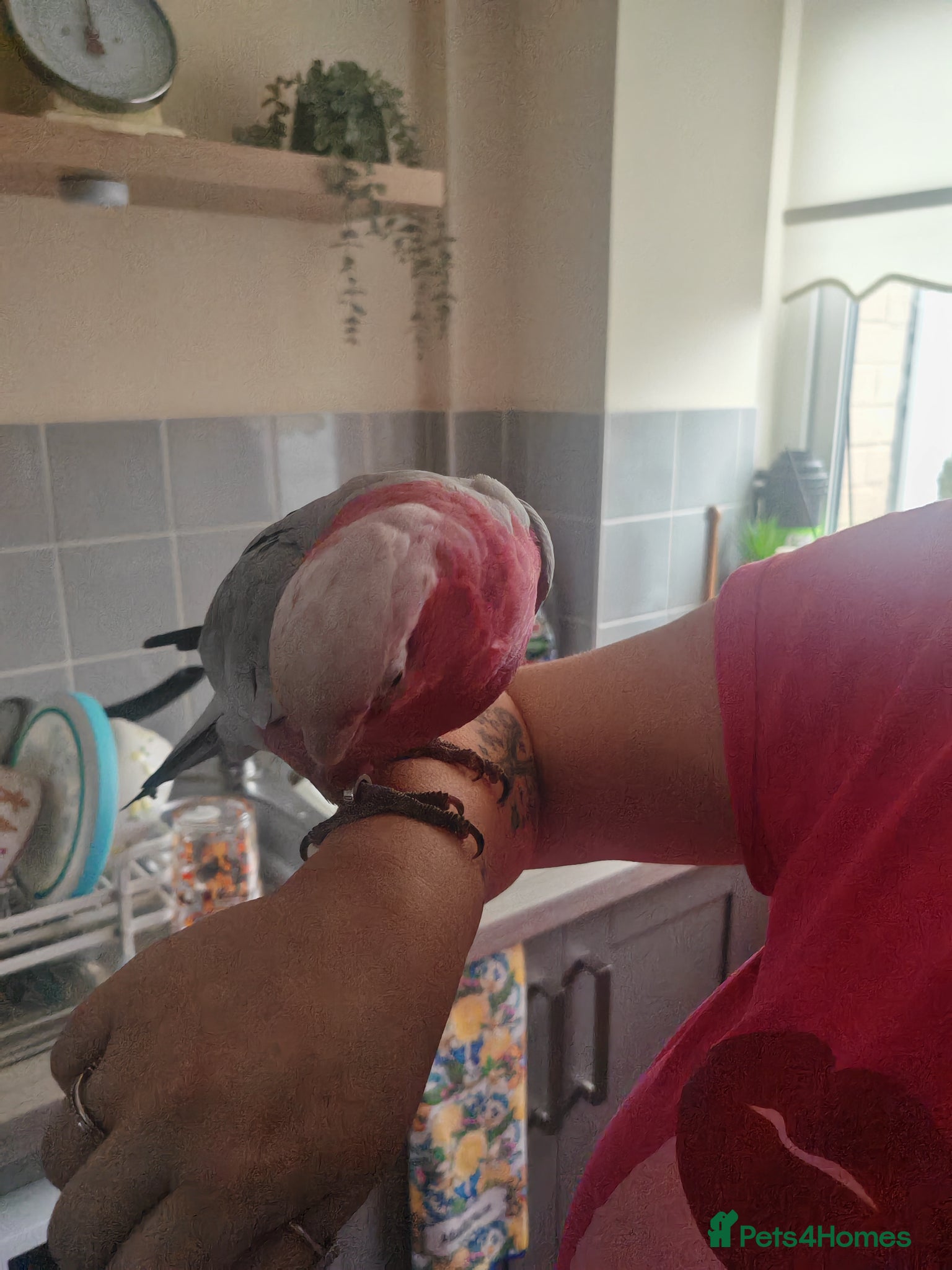 Parrots birds PARAKEETS/PARROTS/AMAZON/COCKATOO/MACAW available  - Advert 1