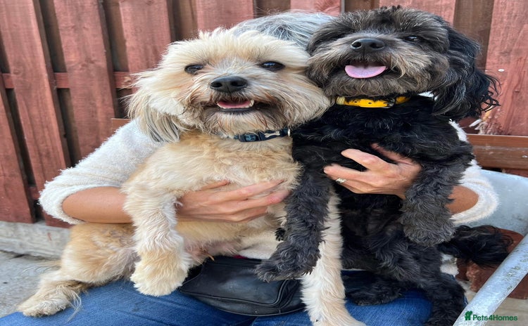 Mixed Breed dogs - Advert 16