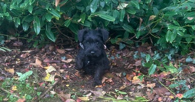Miniature Schnauzer dogs Beautiful Minature Schnauzer puppies - Advert 5