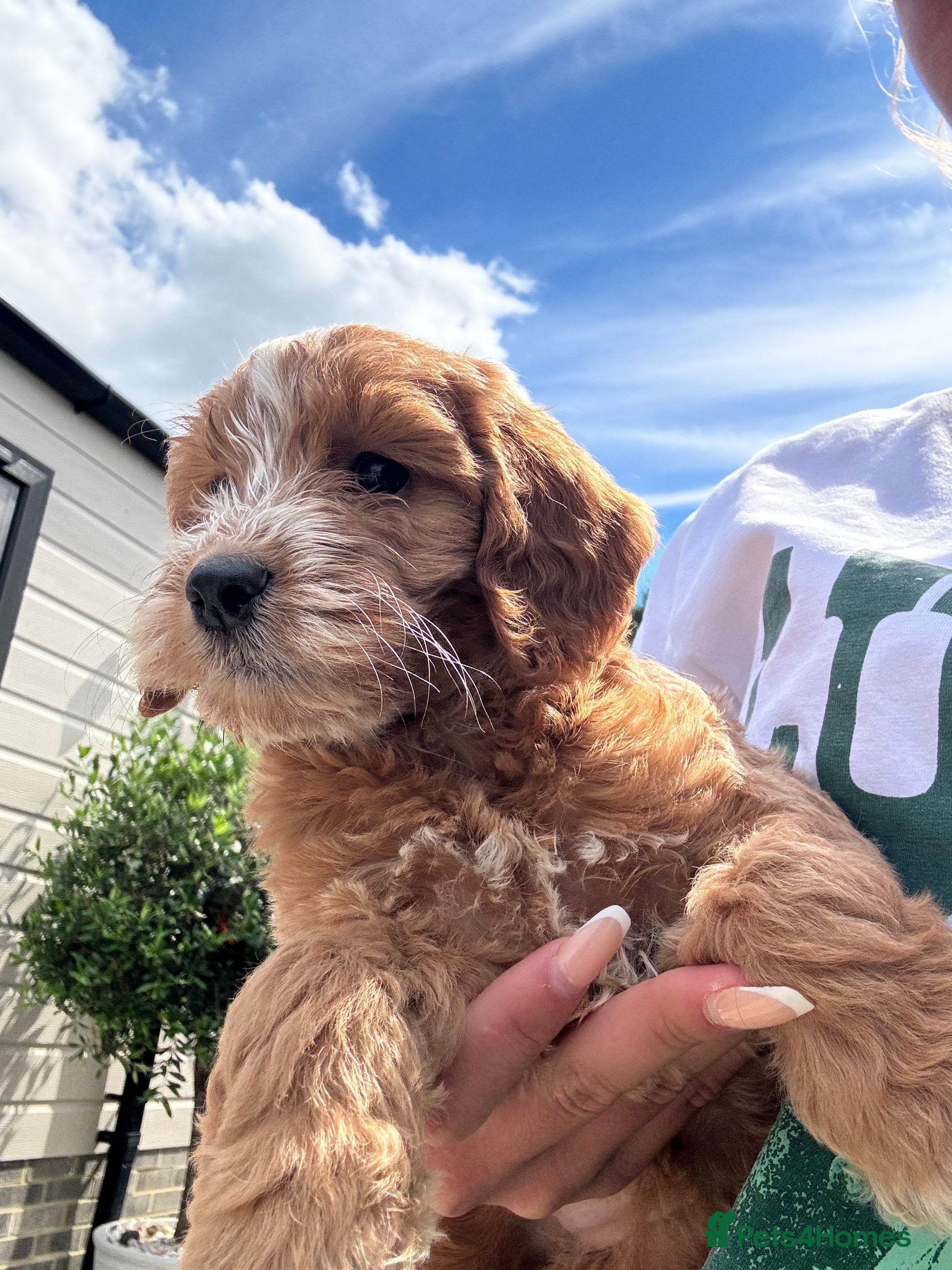 Cockapoo dogs F1 KC PARENTS COCKAPOO PUPPYS READY TO LEAVE  - Advert 2