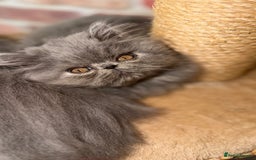 Persian cats for sale: Grand Imperial Bloodlines Pedigree Cats, Reduced! - Image 2