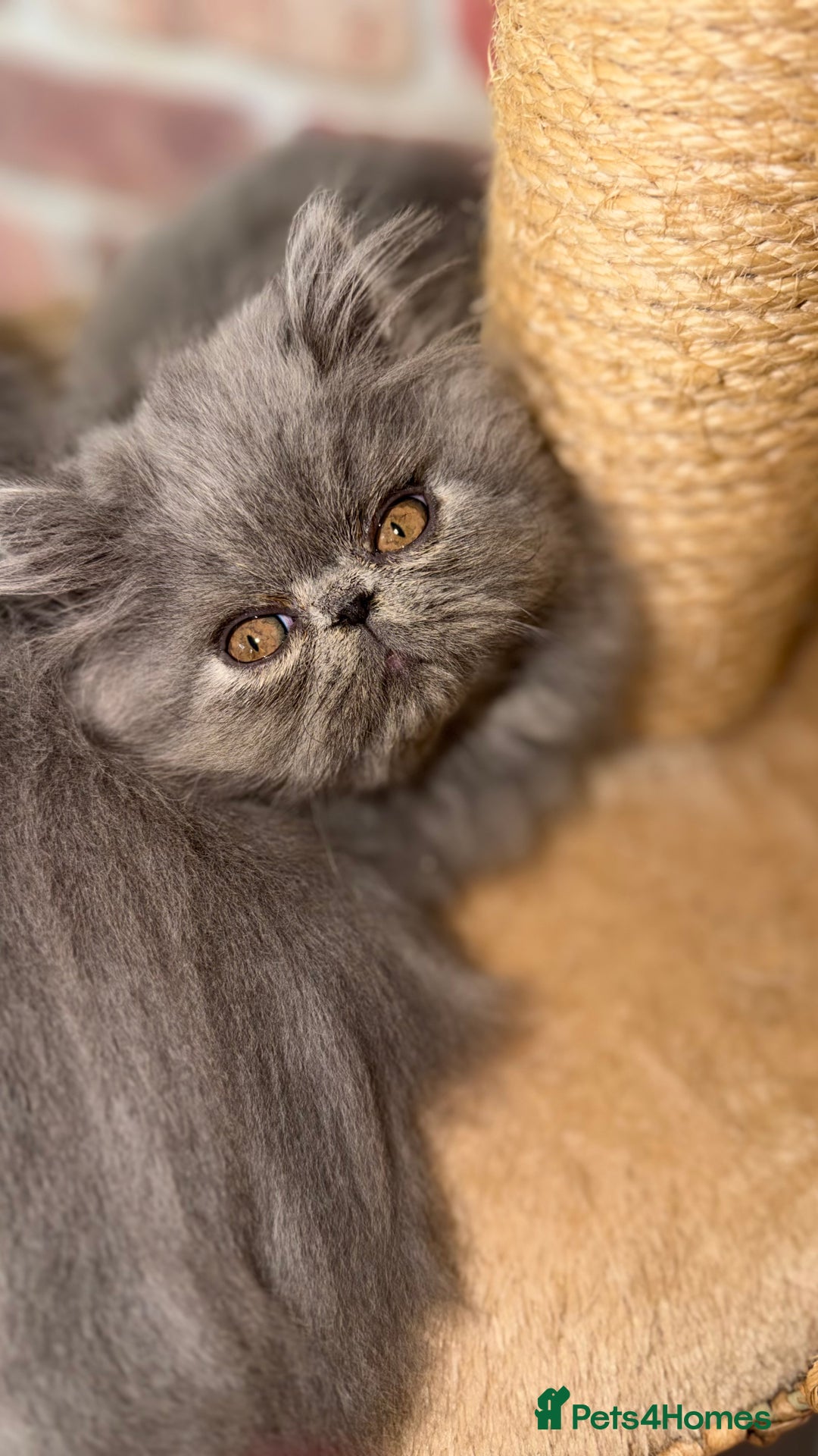Persian cats for sale: Grand Imperial Bloodlines Pedigree Cats, Reduced! - Image 2