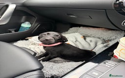 Labrador Retriever dogs for sale: Female Labrador Puppy  - Image 3