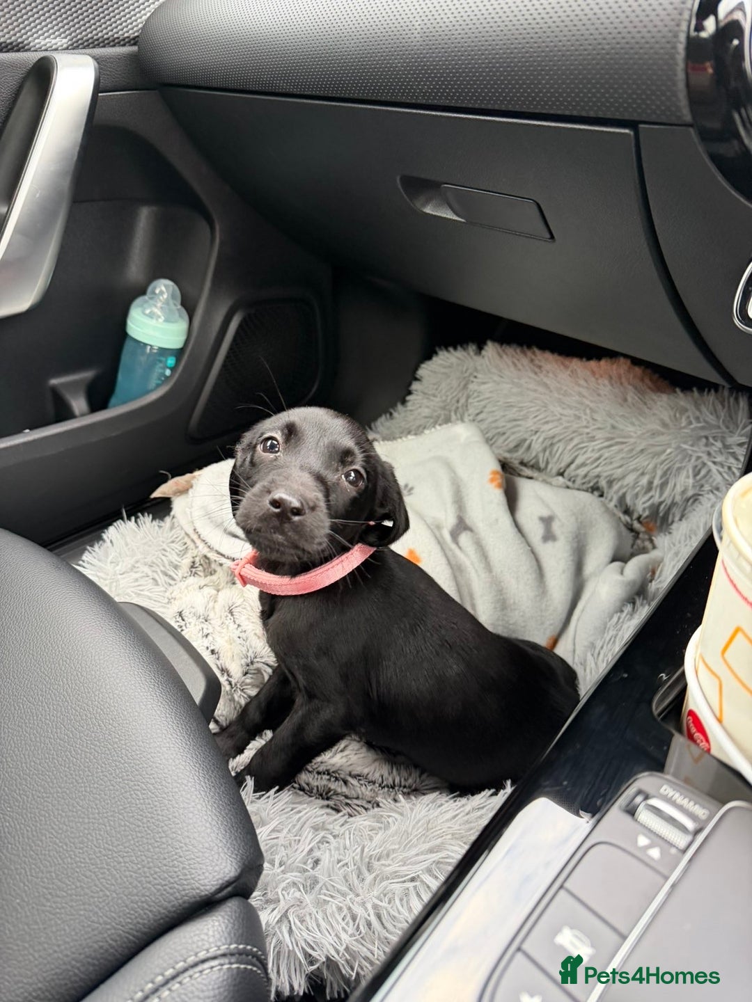 Labrador Retriever dogs for sale: Female Labrador Puppy  - Image 3