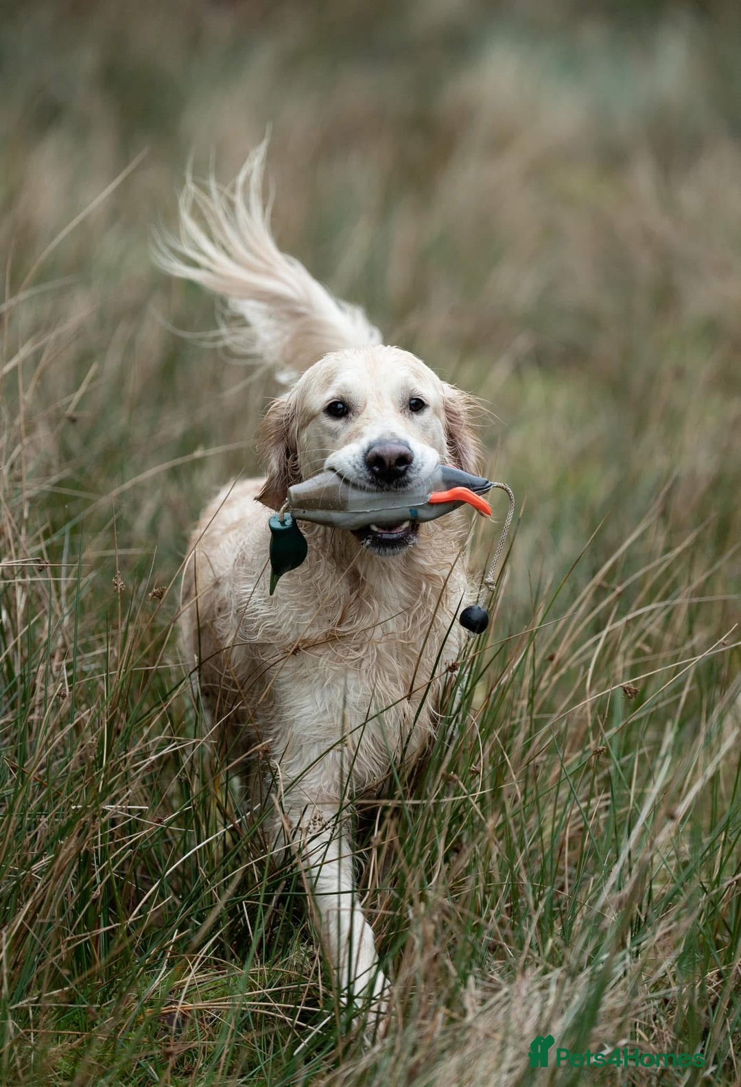 Golden Retriever dogs for stud: Fully health tested therapy dog  - Image 11
