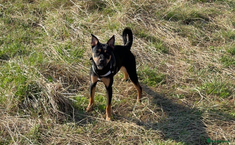 Patterjack dogs - Advert 1