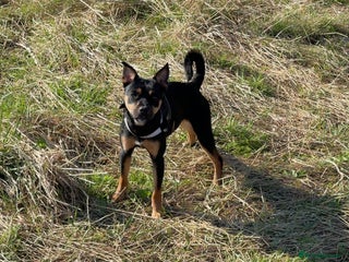 Patterjack dogs - Advert 12