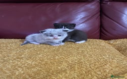 Mixed Breed cats for sale: Beautiful male kitten for sale - Image 9
