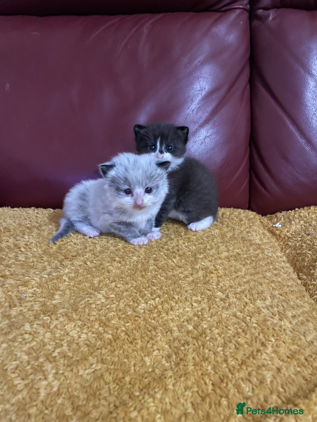 Mixed Breed cats for sale: Beautiful male kitten for sale - Image 9
