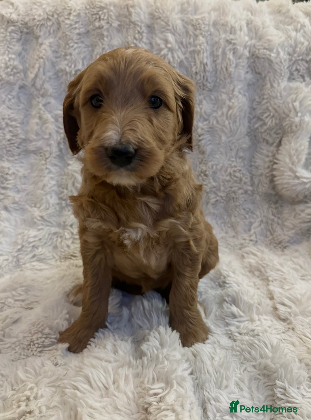 Goldendoodle dogs for sale: Beautiful golden doodles  - Advert 33