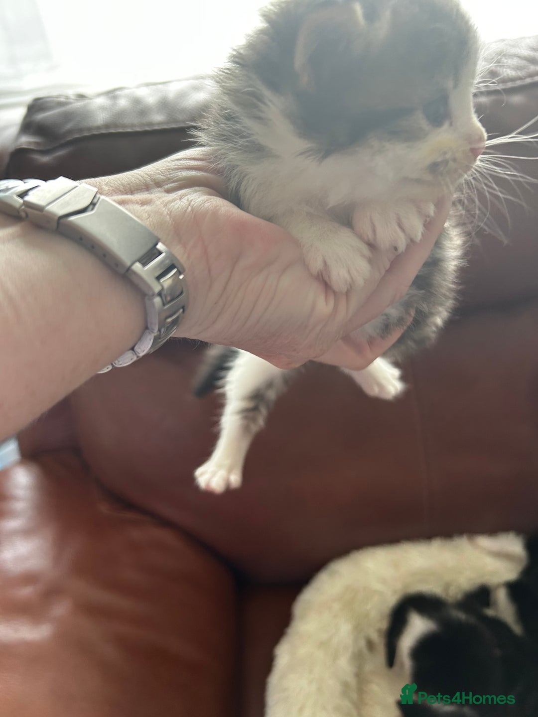 Maine Coon cats for sale: Unique Maine Coon Cross Kittens - Image 9