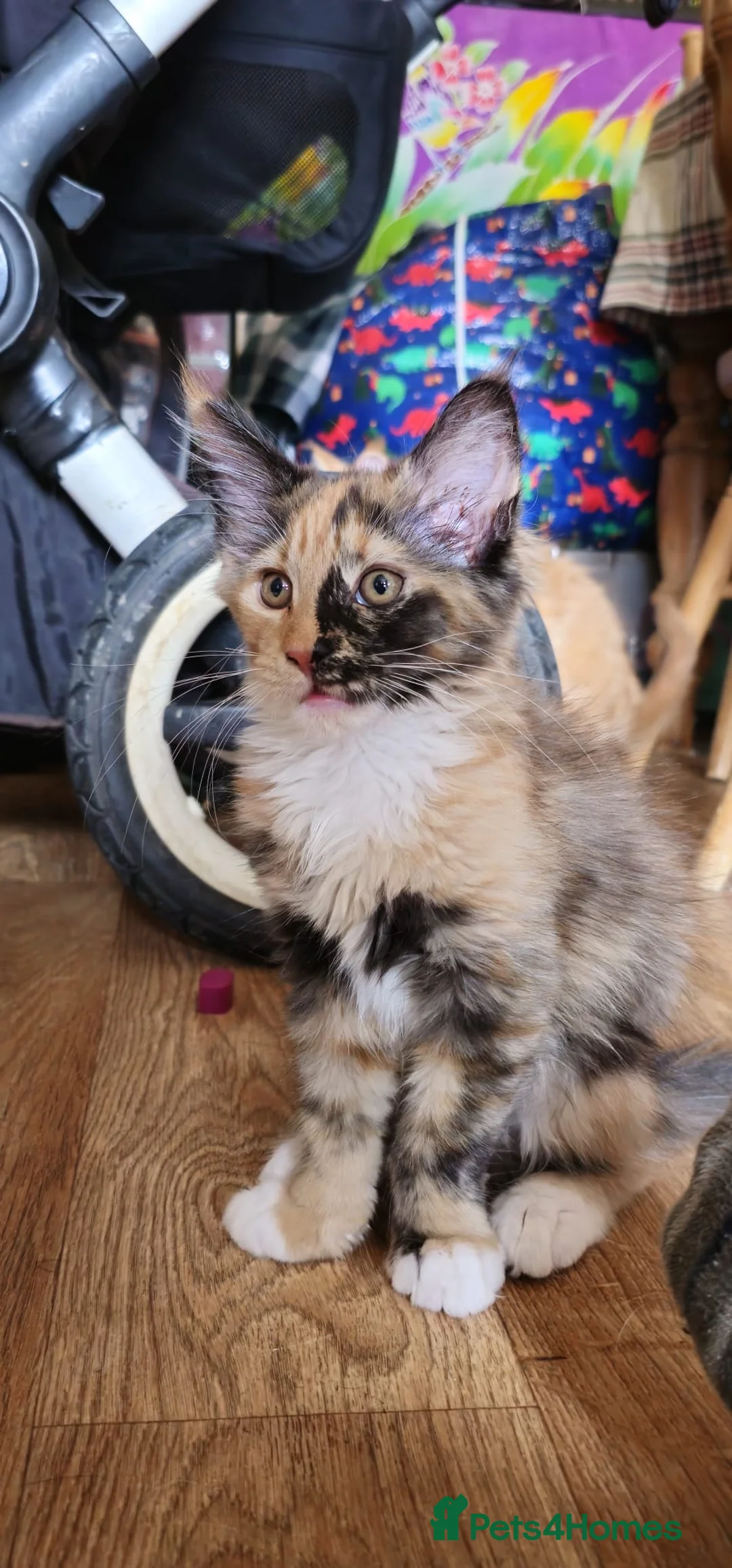 Maine Coon cats for sale: TICA reg Maine coons - Advert 1