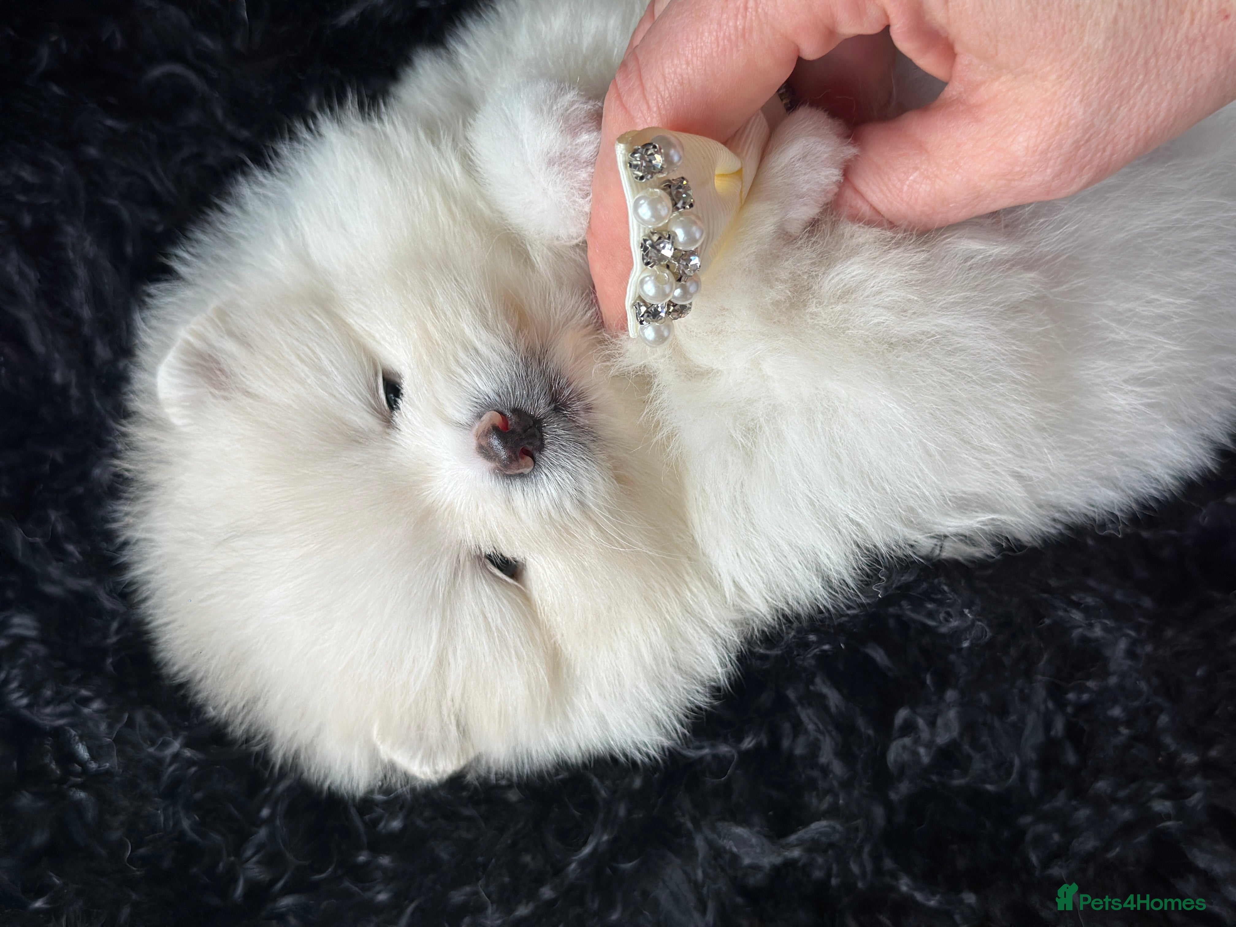 Pomeranian dogs KC white pomeranians  for reservation!  - Advert 3