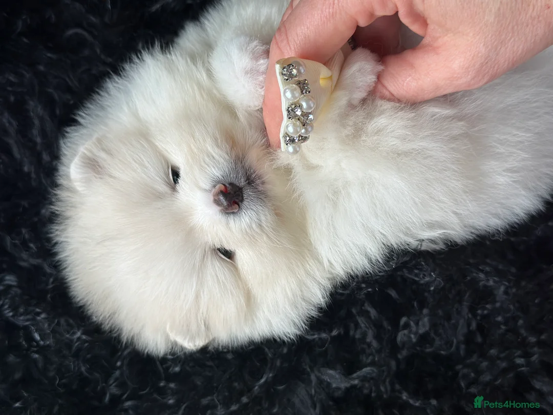 Pomeranian dogs for sale: Last KC pomeranian BOY ready to leave now !  - Advert 5