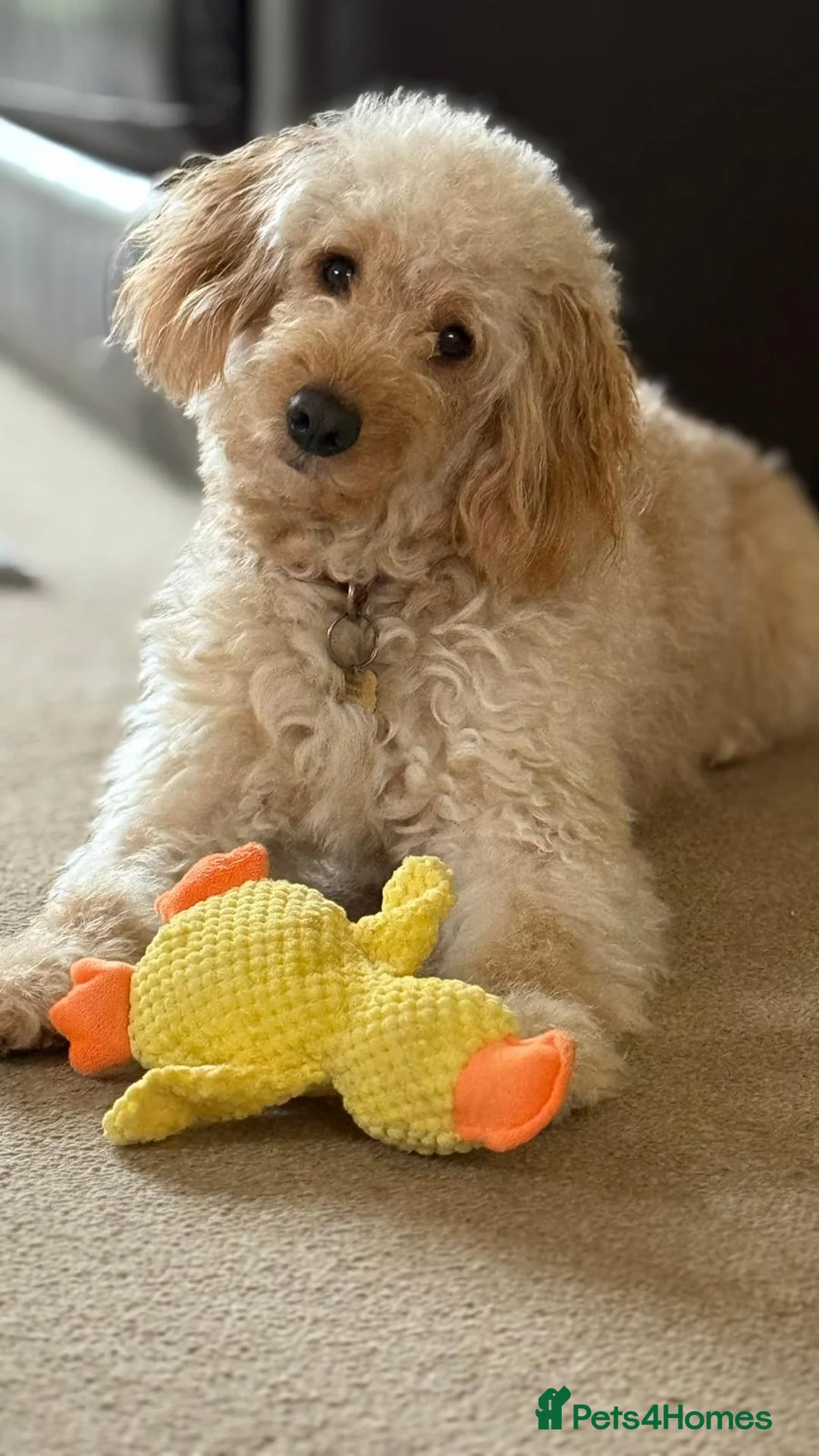 Cockapoo dogs for sale: Clover The Cockapoo Looking for a Home - Advert 3