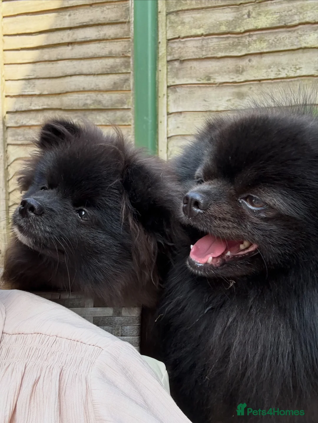 Pomeranian dogs for stud: Stud only  in Winchester - Advert 3
